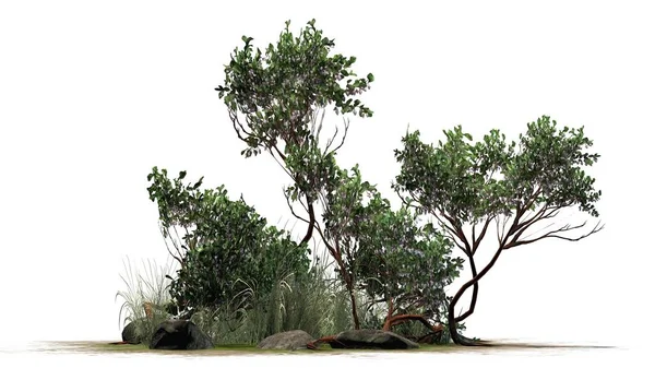 Arbusto Manzanita Hoja Verde Aislado Sobre Fondo Blanco Ilustración —  Fotos de Stock