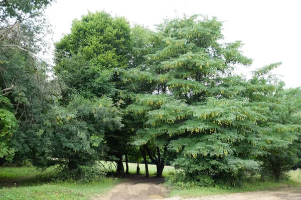 Groene Bomen Het Park — Stockfoto