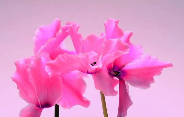 Rosa Fiore Bianco Del Orchid — Foto Stock