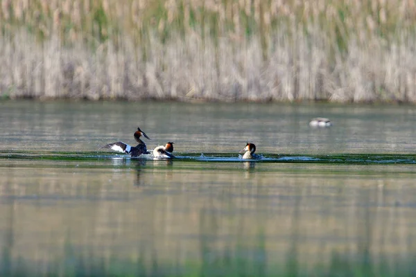 Een Paar Eenden Rivier — Stockfoto