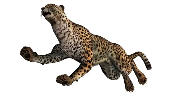 Cheetah 白を背景に孤立 3Dイラスト — ストック写真