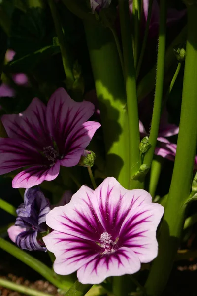 Beautiful Pink Flower Garden — Stock Photo, Image