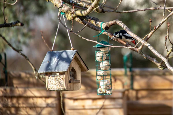 Grote Gevlekte Specht Stalkt Een Vogel Feeder — Stockfoto