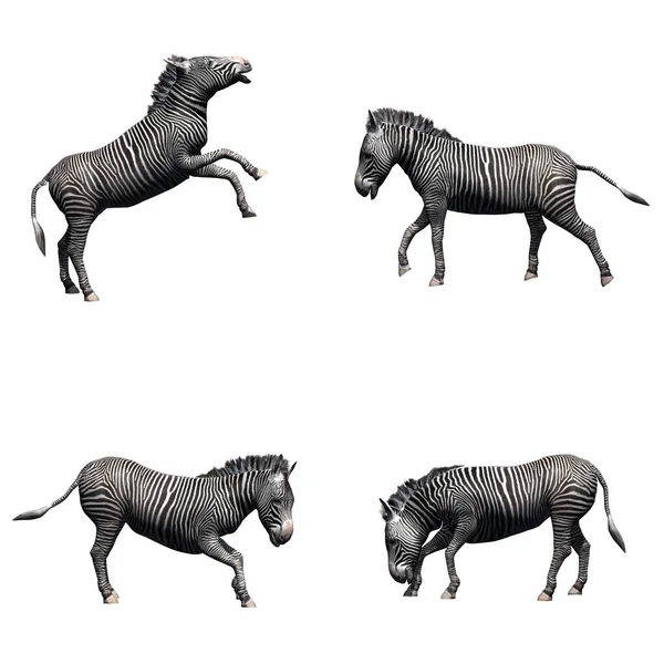 Set Van Zebra Geïsoleerd Witte Achtergrond Illustratie — Stockfoto