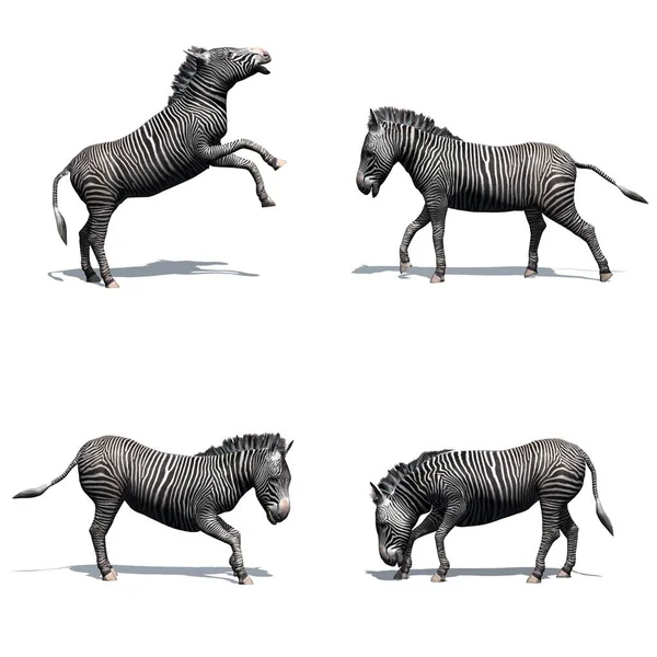 Zebra Set Isoliert Auf Weißem Hintergrund Illustration — Stockfoto