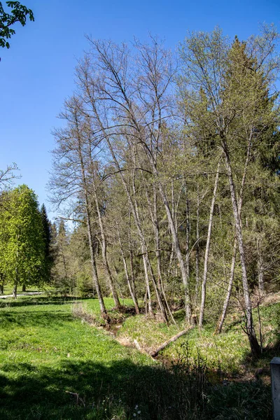 Belle Vue Sur Forêt — Photo