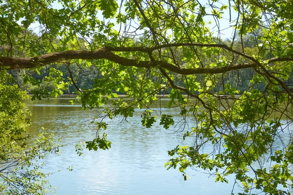 Árvore Margem Lago Iluminado Pelo Sol — Fotografia de Stock