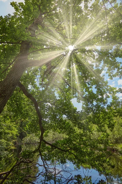 Árbol Orilla Lago Soleado —  Fotos de Stock