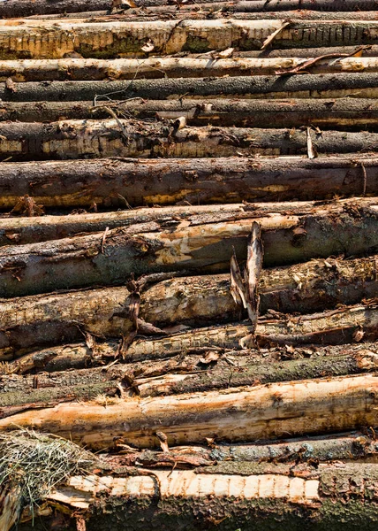 Laubholz Das Industriellen Maßstab Beim Holzeinschlag Gefällt Wird Europaforst — Stockfoto