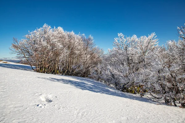 Beautiful Winter Landscape Snow Covered Trees — Stock Photo, Image