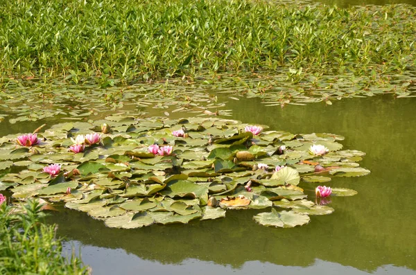 Lírios Água Vermelhos Florescendo Uma Lagoa — Fotografia de Stock