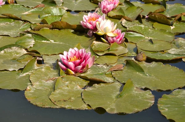 池に咲く赤い睡蓮 — ストック写真