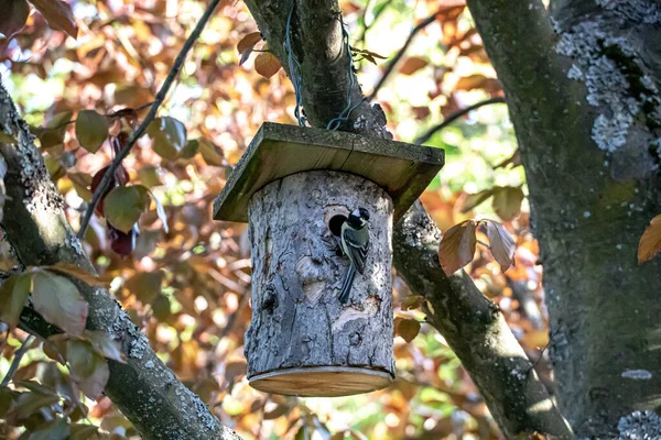 Ormandaki Eski Ahşap Kuş Yuvası — Stok fotoğraf