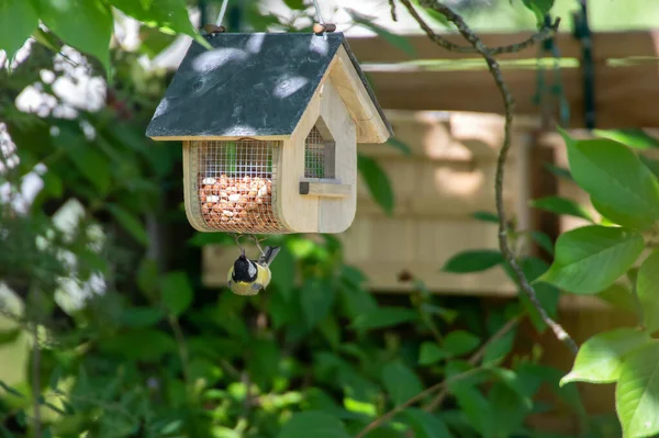 Vogelvoeder Een Boom Tuin — Stockfoto