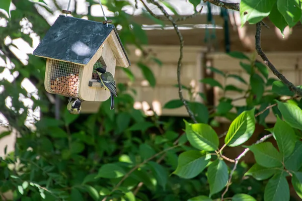 Bird Feeder Tree Garden — Stock Photo, Image