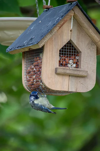 Ein Vogel Garten — Stockfoto