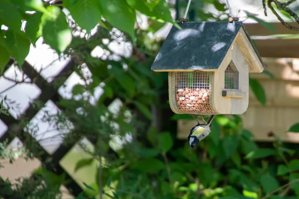 Vogelvoeder Tuin — Stockfoto