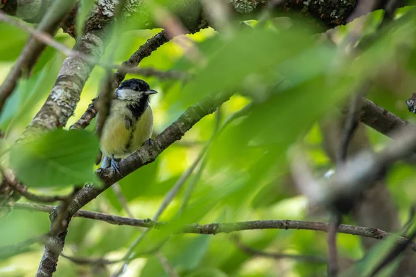 Pássaro Ramo Uma Árvore — Fotografia de Stock