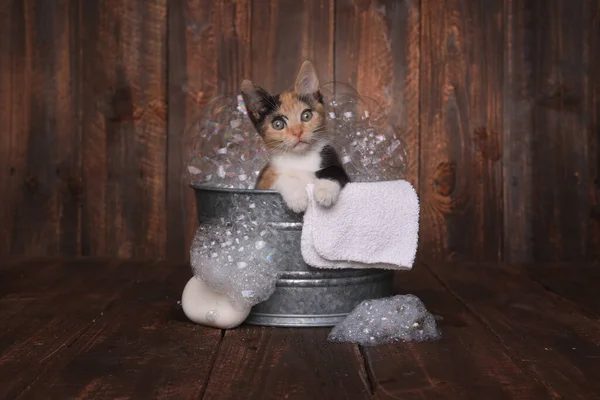 Gato Tazón Madera Con Una Taza — Foto de Stock