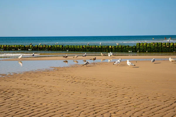 Mouettes Sur Plage Été — Photo