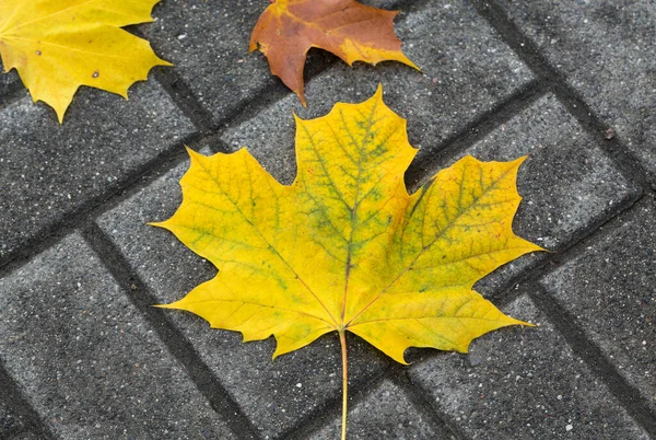 Feuille Érable Jaune Sur Sol — Photo