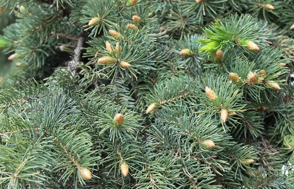 Jung Knospen Eines Immergrünen Europäischen Weihnachtsbaums — Stockfoto