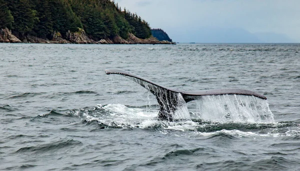 Ballena Jorobada Mar — Foto de Stock