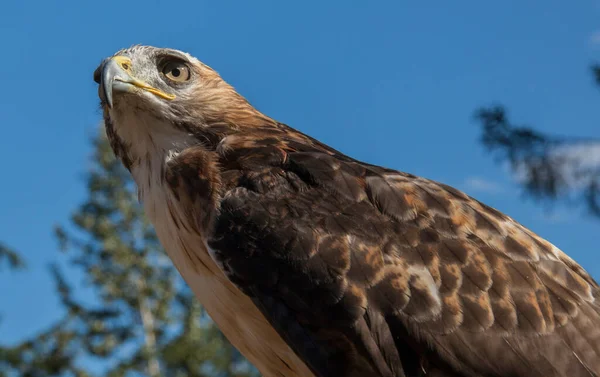 Red Tailed Hawk Staring Kroschel Films Wildlife Center Skagway Alaska — Stock Photo, Image