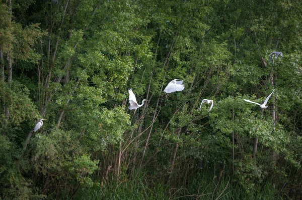 Troupeau Héron Décollent Leur Lieu Repos — Photo