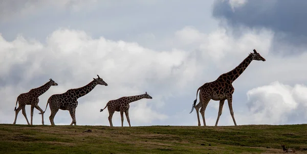 Famille Silhouette Girafes Africaines Marchant Sur Crête Avec Des Nuages — Photo