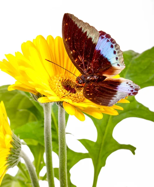 Красивая Бабочка Белом Фоне — стоковое фото