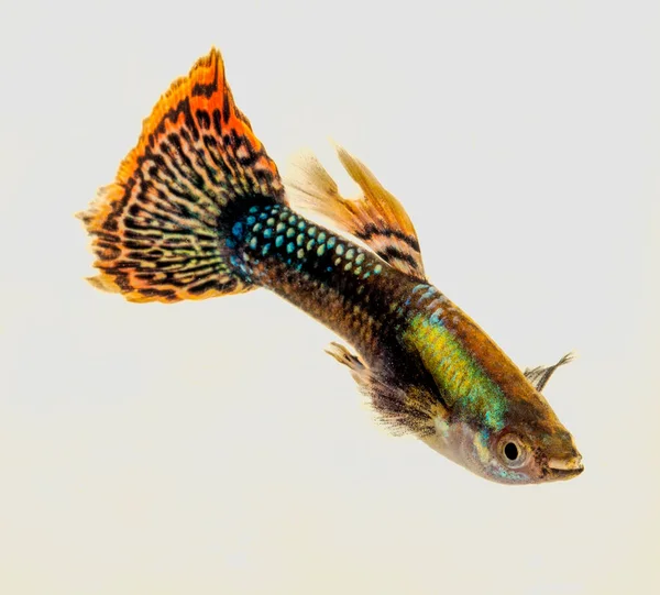 Όμορφα Ψάρια Στο Ενυδρείο — Φωτογραφία Αρχείου