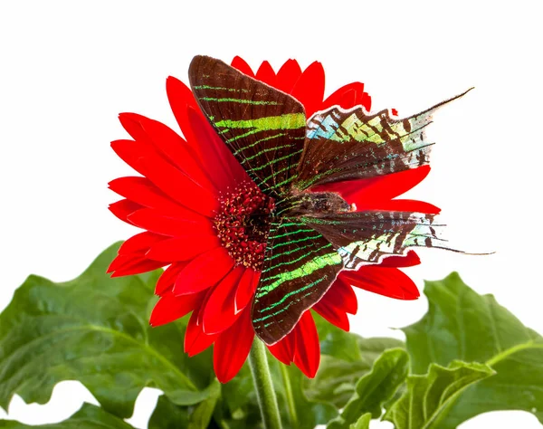 Rote Blume Mit Grünen Blättern Isoliert Auf Weißem Hintergrund — Stockfoto