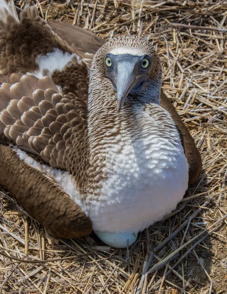 White Goose Zoo — Stock Photo, Image