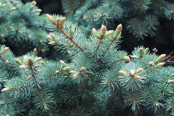 Jong Knoppen Van Een Eeuwig Groene Europese Kerstboom — Stockfoto