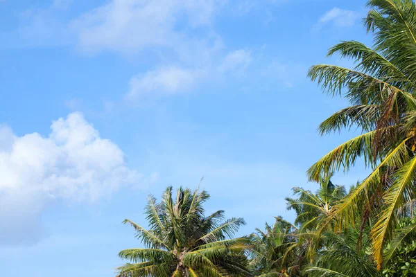 Bulutları Palmiyeleri Olan Mavi Bir Gökyüzü — Stok fotoğraf
