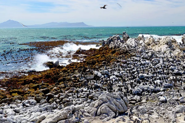 Afrikaanse Pinguïn Kolonie Boulders Beach Simons Stad Het Cape Peninsula — Stockfoto