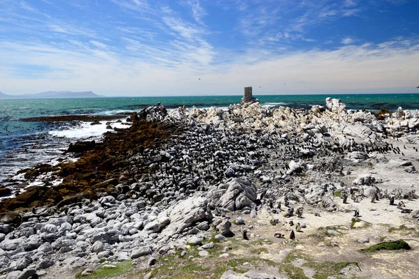 Afrikaanse Pinguïn Kolonie Boulders Beach Simons Stad Het Cape Peninsula — Stockfoto
