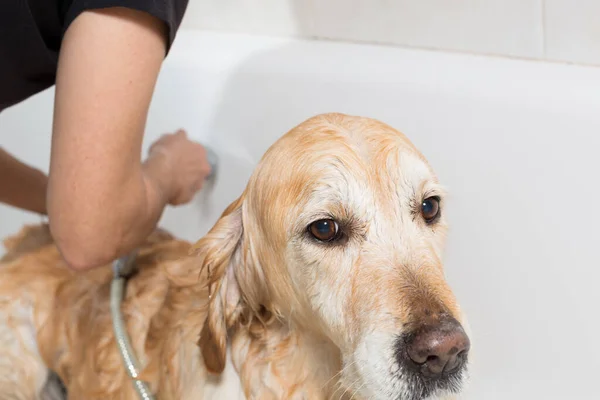 Toilettage Des Chiens Dans Salle Bain — Photo