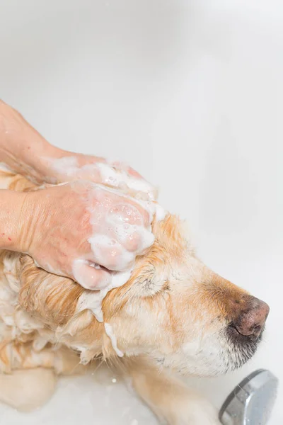 Hond Wassen Van Handen Van Een Vrouw — Stockfoto