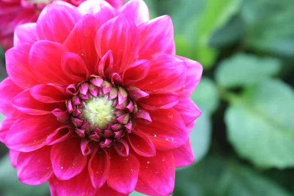 Dahlia Flower Nature Garden Beautiful Bee Insects Pink — Stock Photo, Image