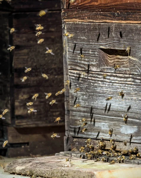 Pszczoły Drewnianym Tle — Zdjęcie stockowe