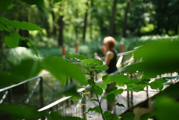 Ormandaki Küçük Bir Köprüde Cep Telefonu Olan Yalnız Bir Kadın — Stok fotoğraf