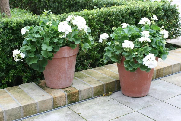 Blomkrukor Blommor Potter Geranium Trädgårdsdekoration Trädgård Dekoration Sommar Växter Grön — Stockfoto