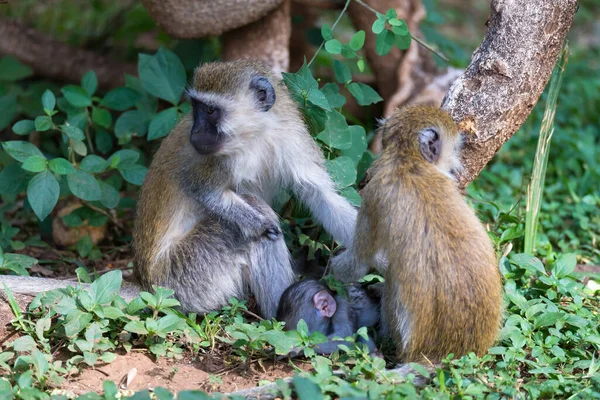 Mono Joven Está Comiendo Una Nuez — Foto de Stock