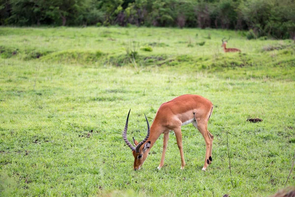 Impala Der Savanne Kenias — Stockfoto