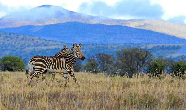 Hegyi Zebrák Zebra Nemzeti Parkban Dél Afrika — Stock Fotó