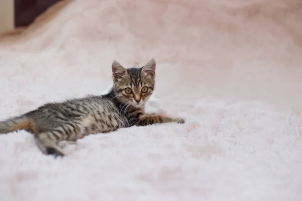 Περίεργη Γκρι Γατούλα Μικρή Γάτα Στο Σπίτι Μικρό Κατοικίδιο — Φωτογραφία Αρχείου