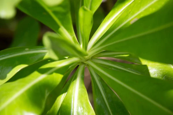 植物及树叶 — 图库照片