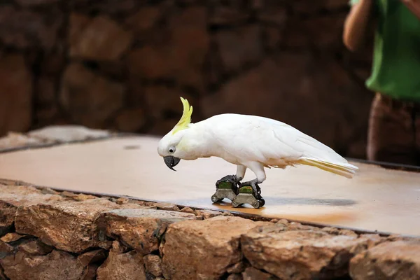 카나리아 카나리아 스페인에 앵무새의 서커스 — 스톡 사진